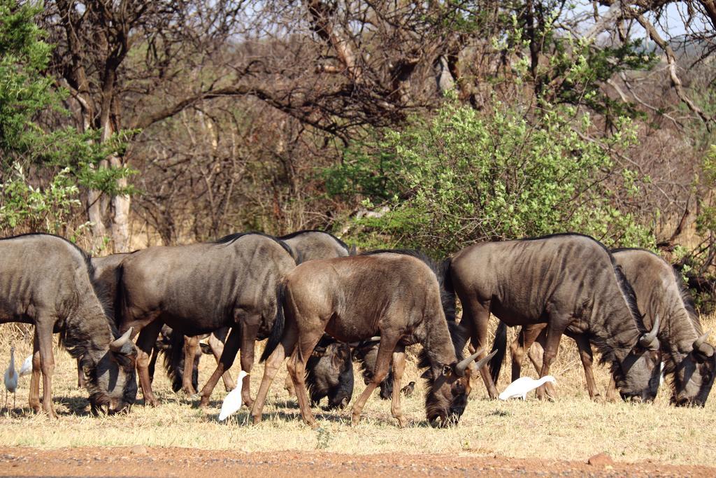 Ouklip Game Lodge Klipdrift Buitenkant foto