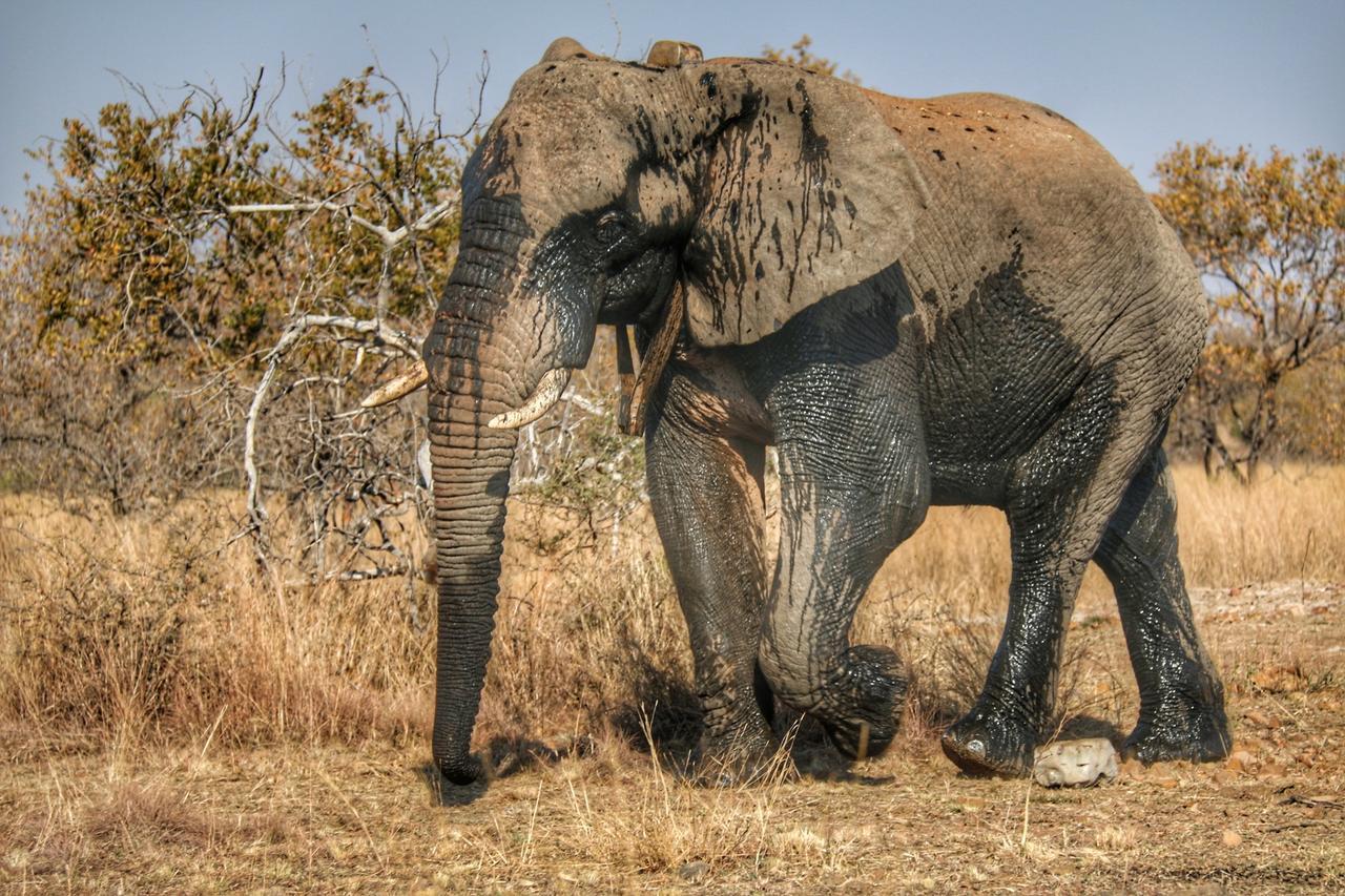 Ouklip Game Lodge Klipdrift Buitenkant foto