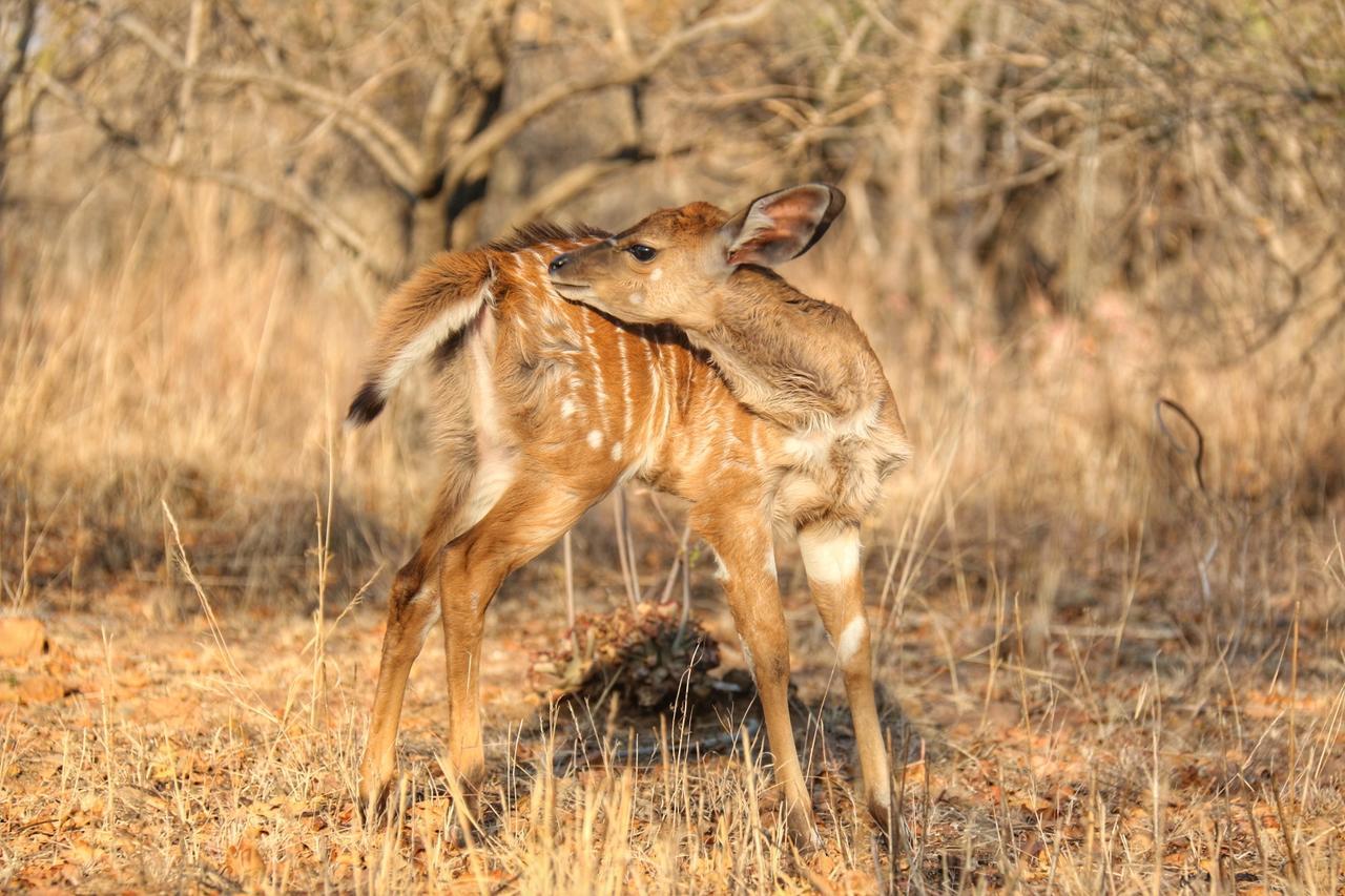 Ouklip Game Lodge Klipdrift Buitenkant foto